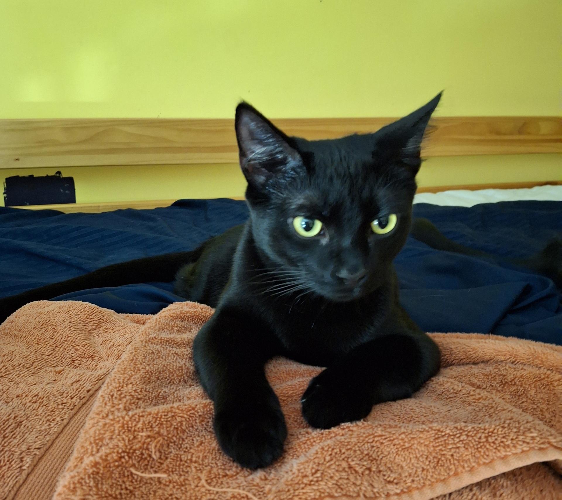 Starry, a Adoptable Domestic Short Hair in Alexandria, VA image 1/5