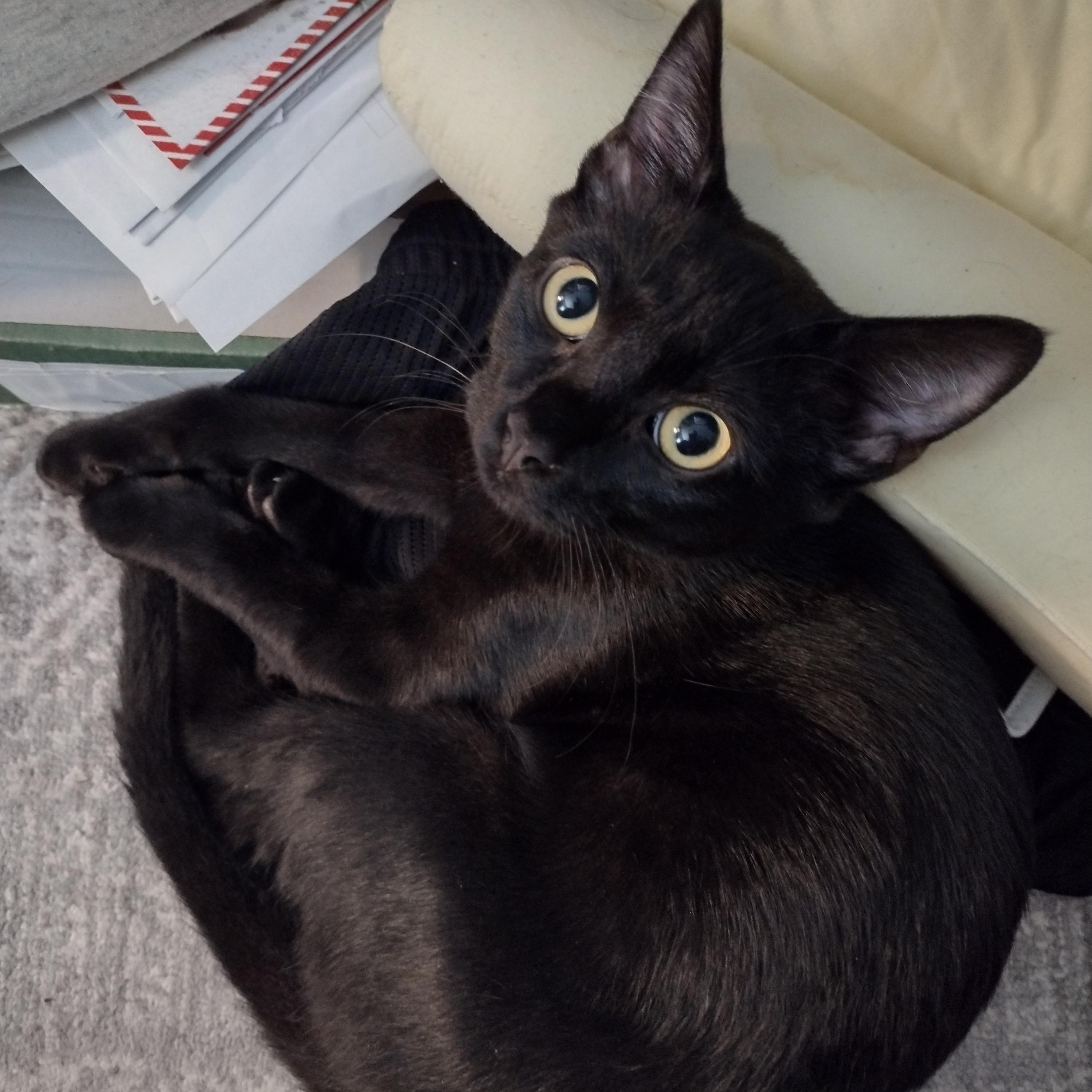 Starry, a Adoptable Domestic Short Hair in Alexandria, VA image 4/5