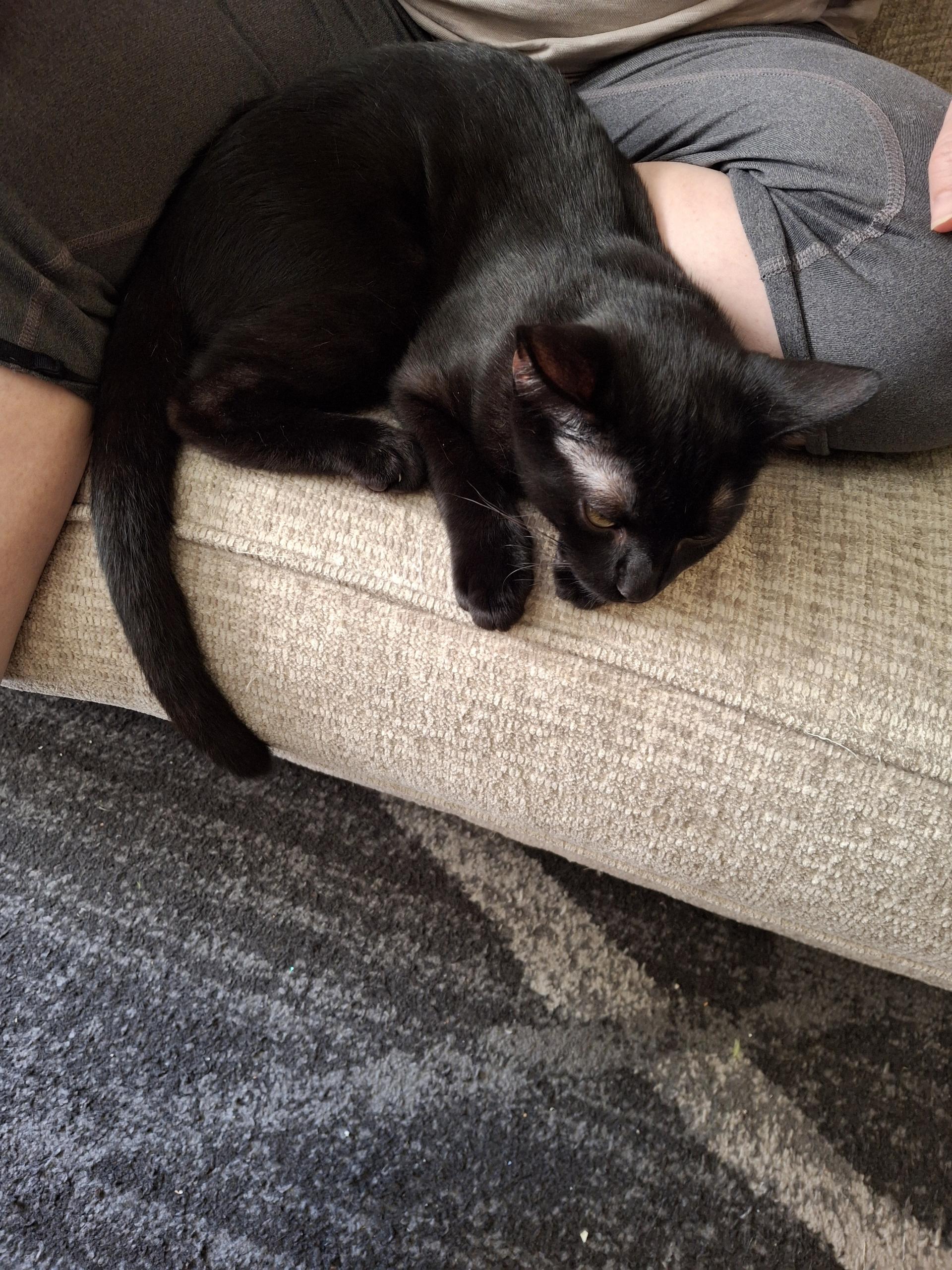 Starry, a Adoptable Domestic Short Hair in Alexandria, VA image 5/5