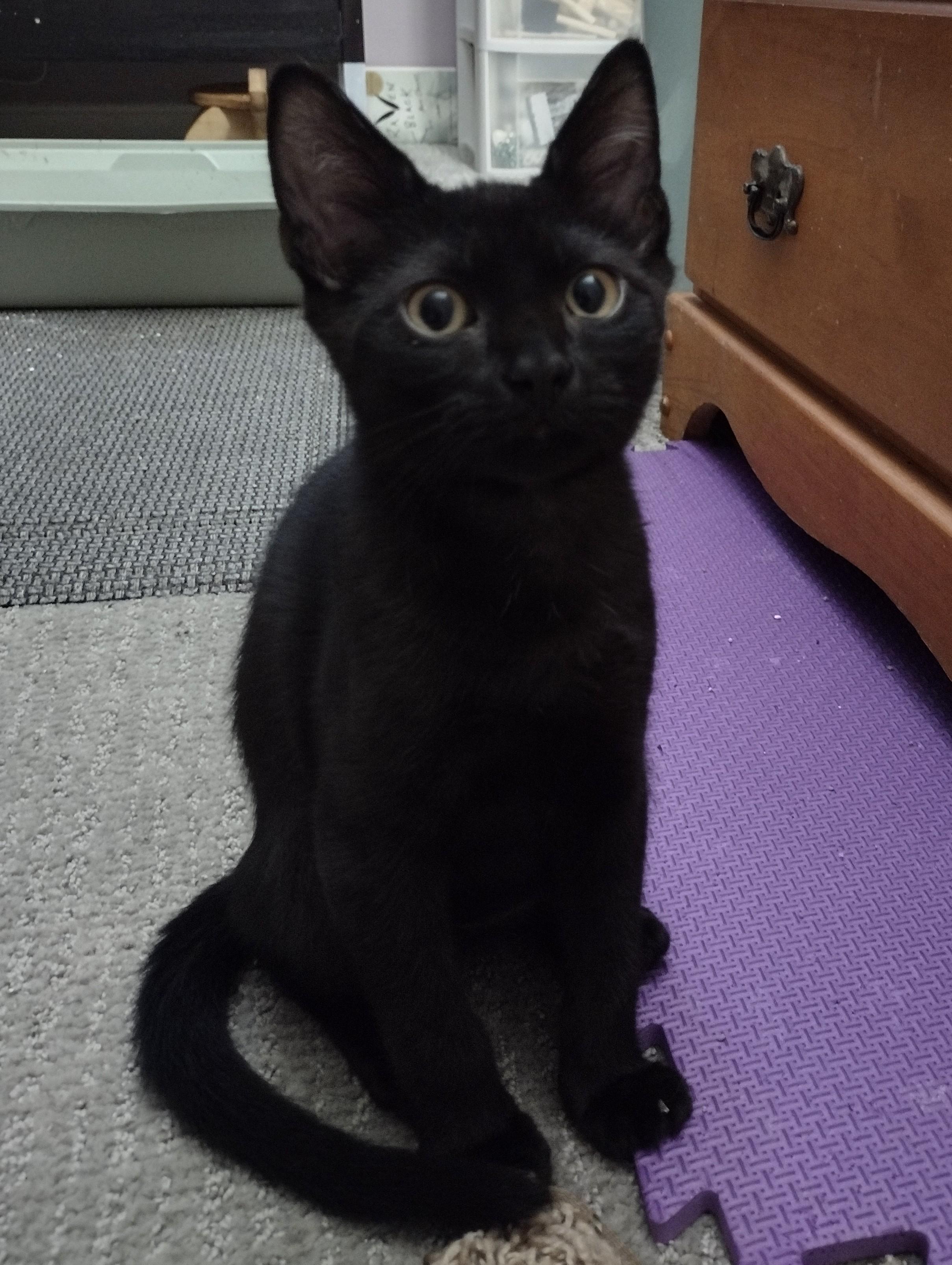Starry, Adoptable, Kitten Male Domestic Short Hair.
