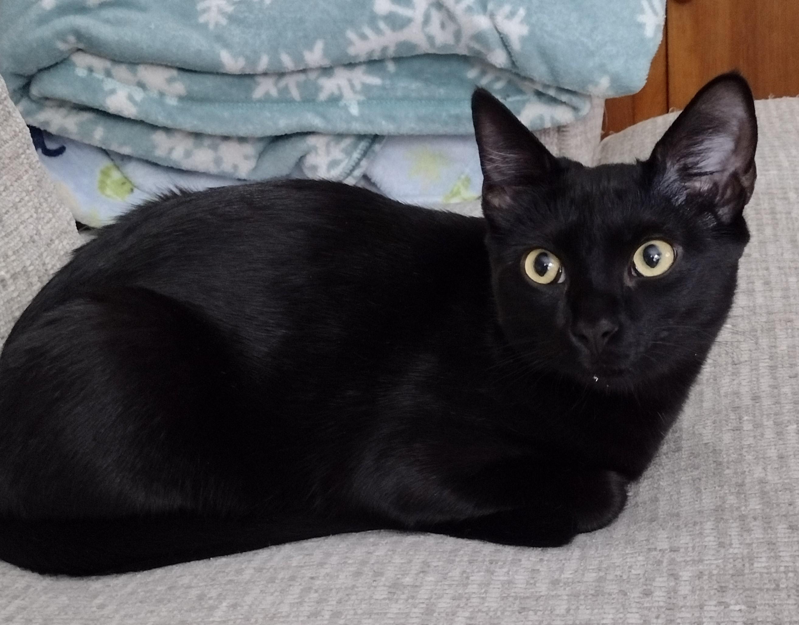 Starry, a Adoptable Domestic Short Hair in Alexandria, VA image 3/5