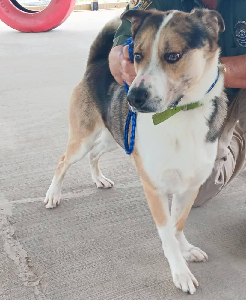 Cosmo, Adoptable, Adult Male Shepherd.