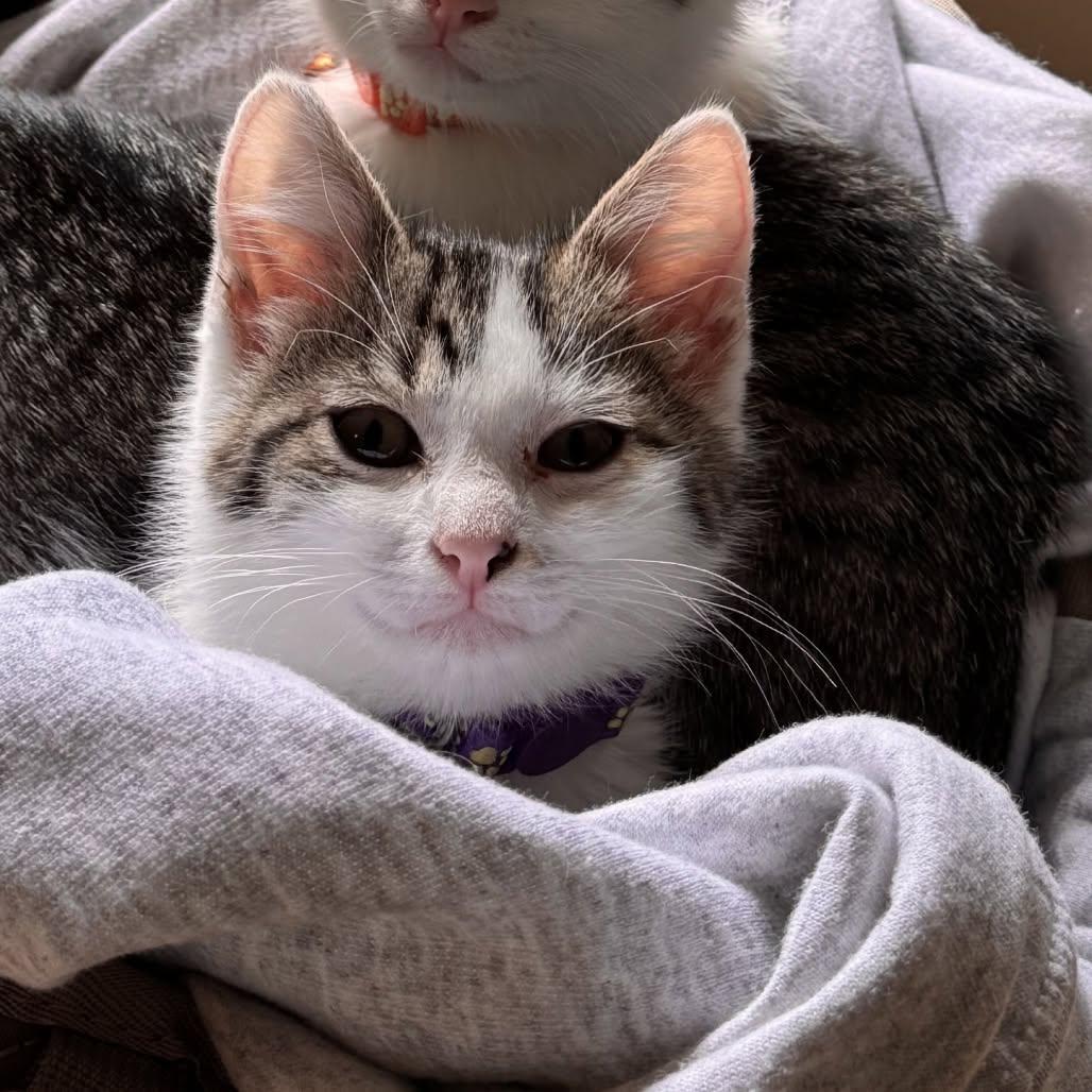 Enlarge Tapeworm, a ADOPTABLE Domestic Short Hair in Clinton, IL image 1/1
