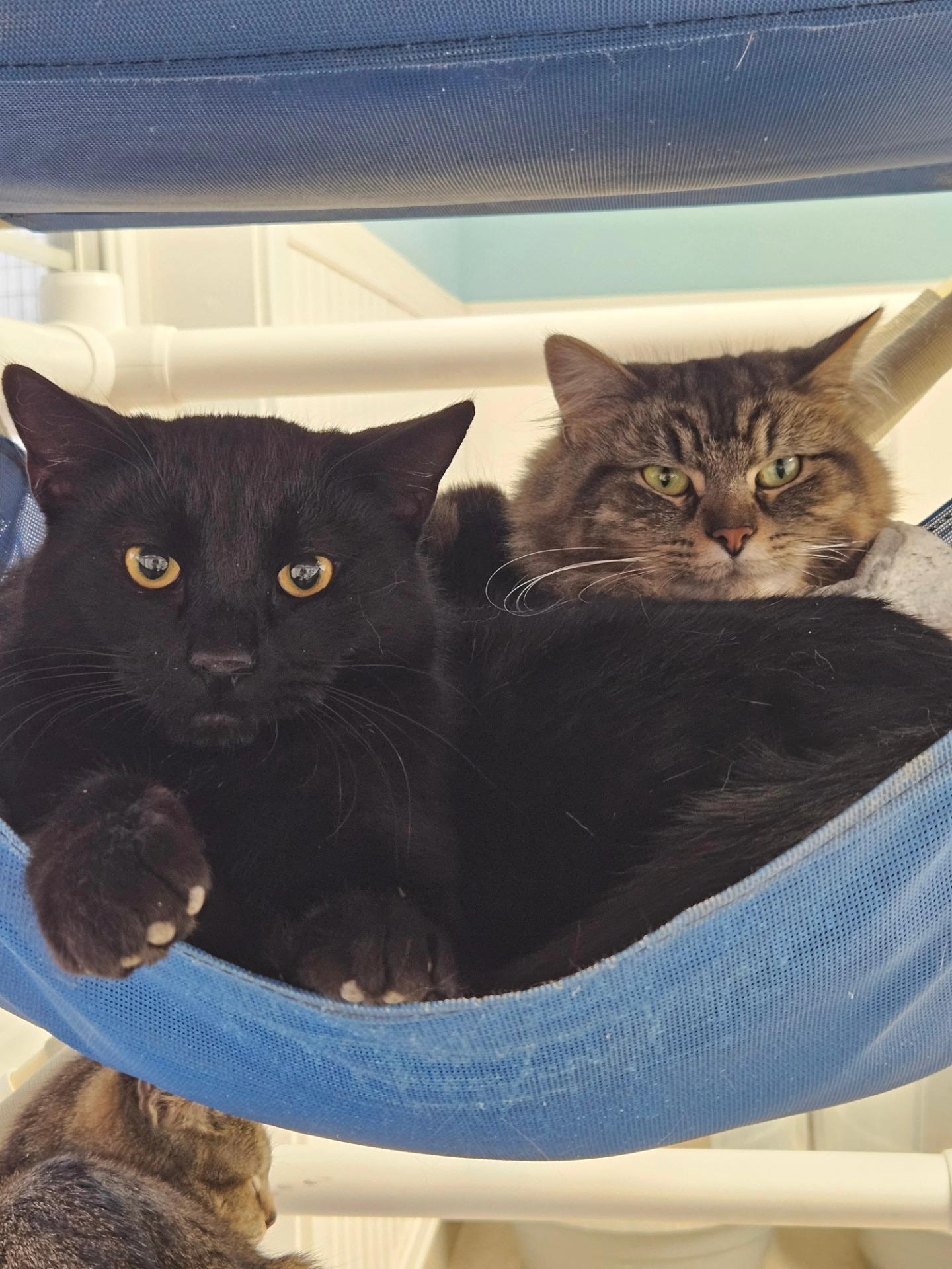 Enlarge Enzo, a ADOPTABLE Domestic Short Hair in Westbrook, CT image 4/4