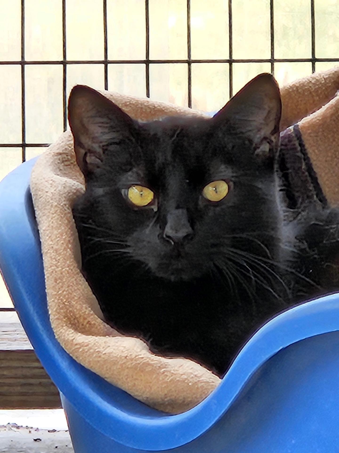 Enlarge Enzo, a ADOPTABLE Domestic Short Hair in Westbrook, CT image 1/4