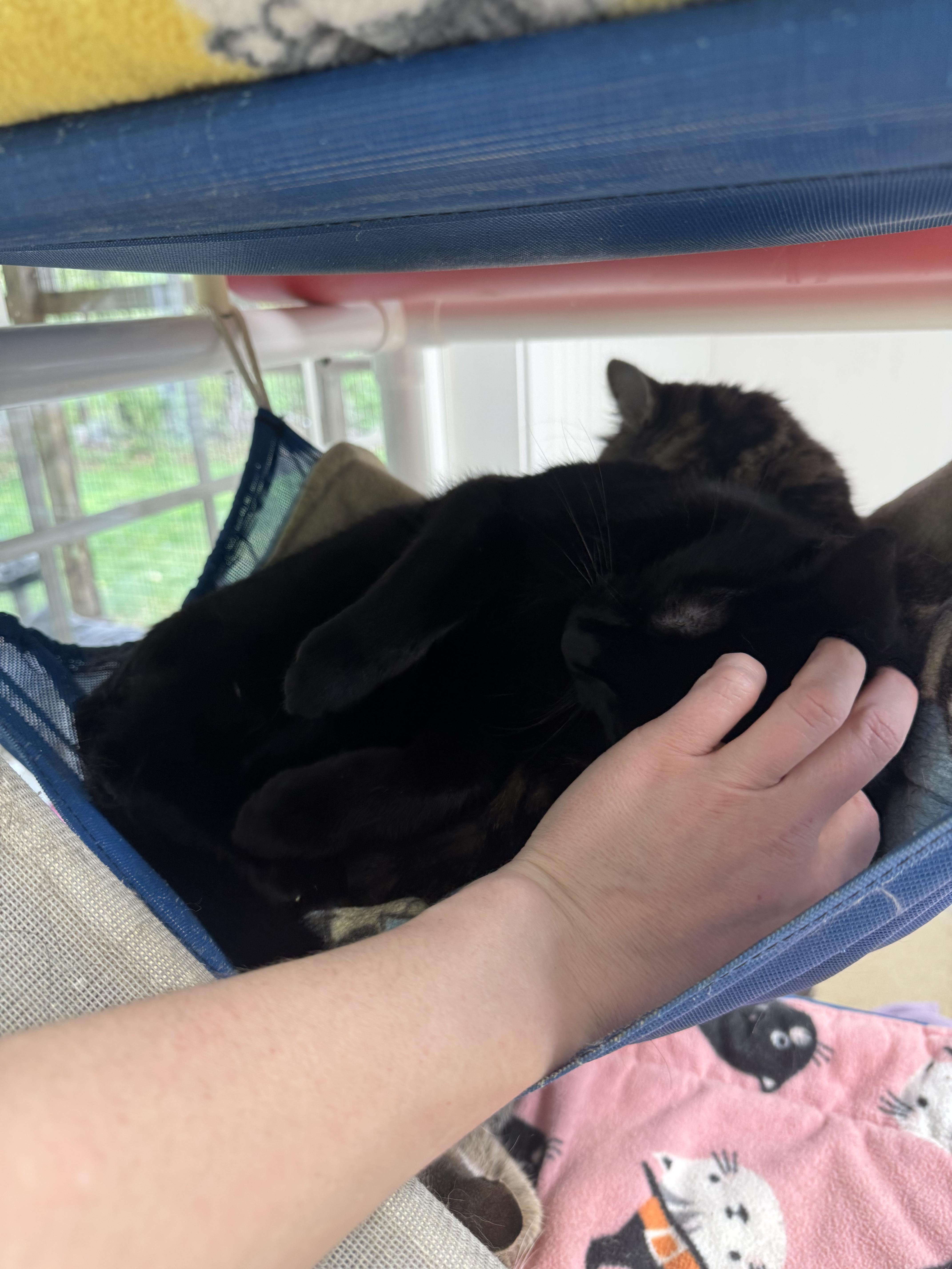 Enlarge Enzo, a ADOPTABLE Domestic Short Hair in Westbrook, CT image 2/4