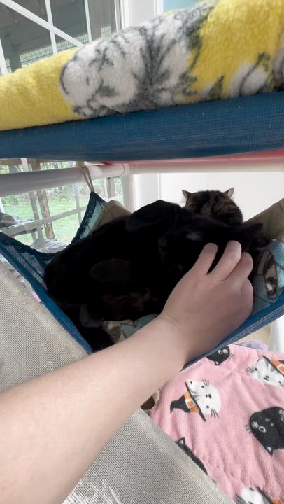 Enlarge Enzo, a ADOPTABLE Domestic Short Hair in Westbrook, CT video 3/4