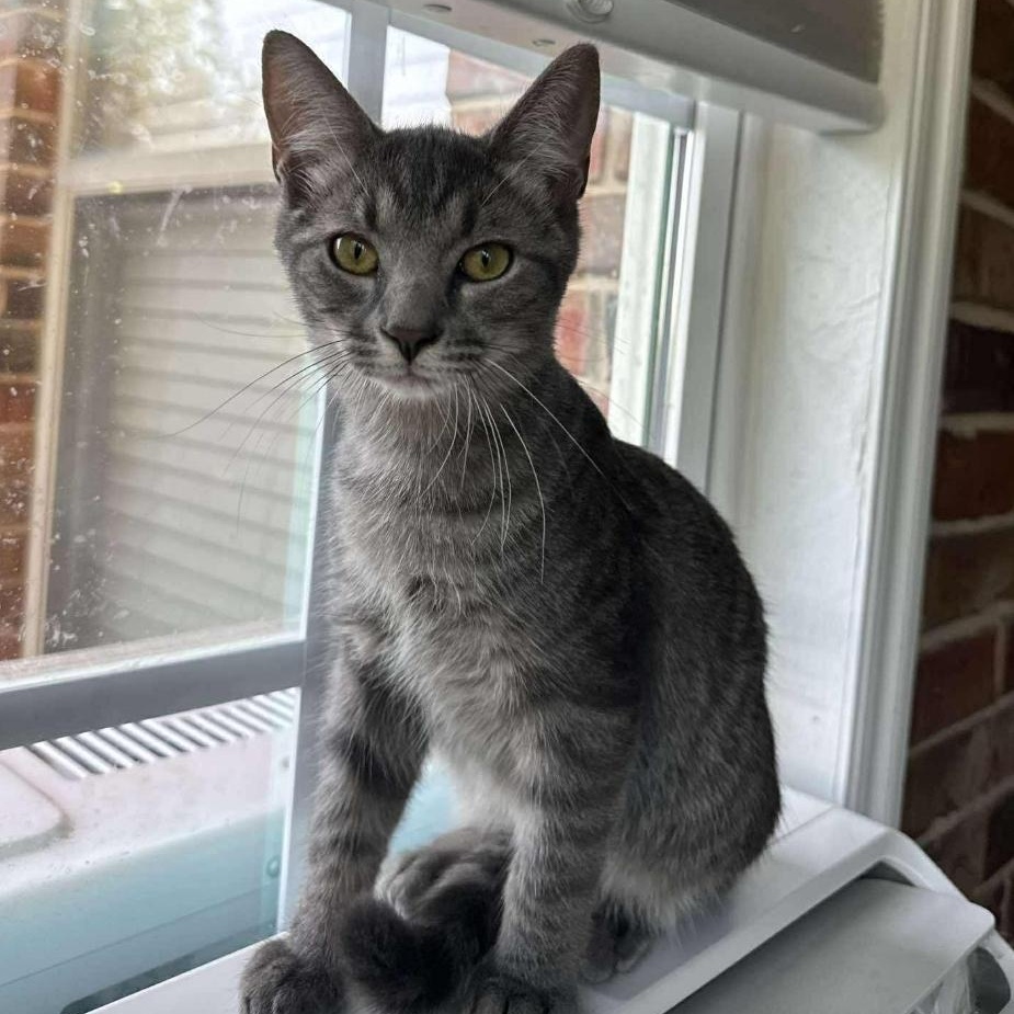 Enlarge Daniel, an adoptable Domestic Short Hair in Warr Acres, OK image 1/1
