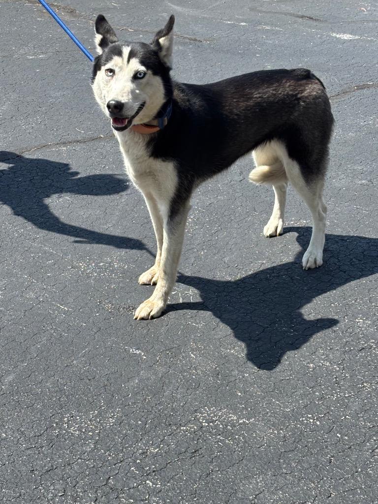 Enlarge Everest, a Adoptable Siberian Husky in Findlay, OH image 1/1