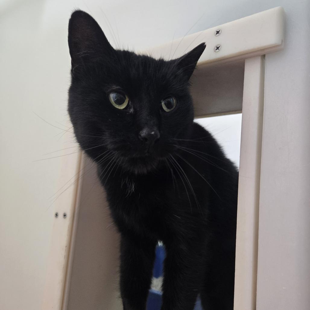 Chevy, Adoptable, Senior Female Domestic Short Hair.