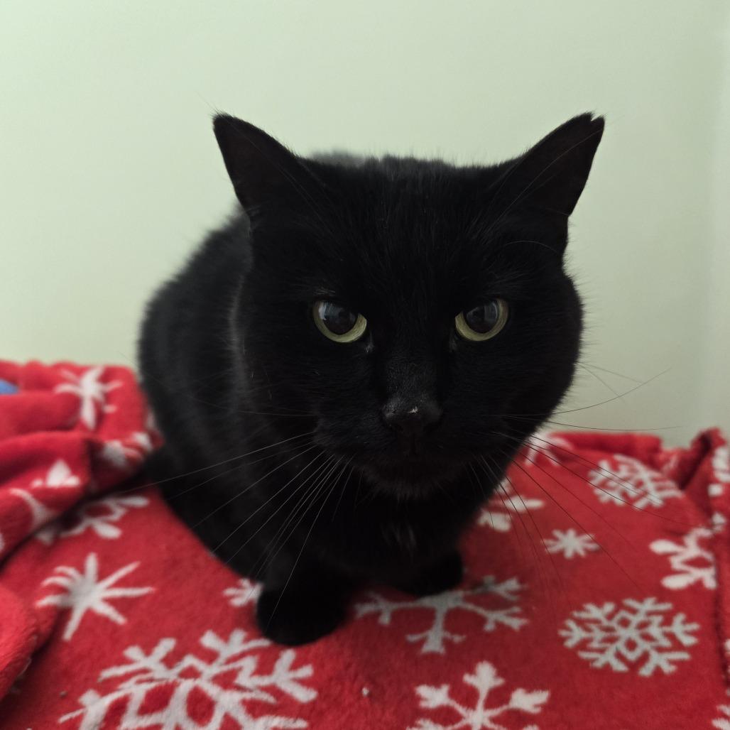 Chevy, Adoptable, Senior Female Domestic Short Hair.