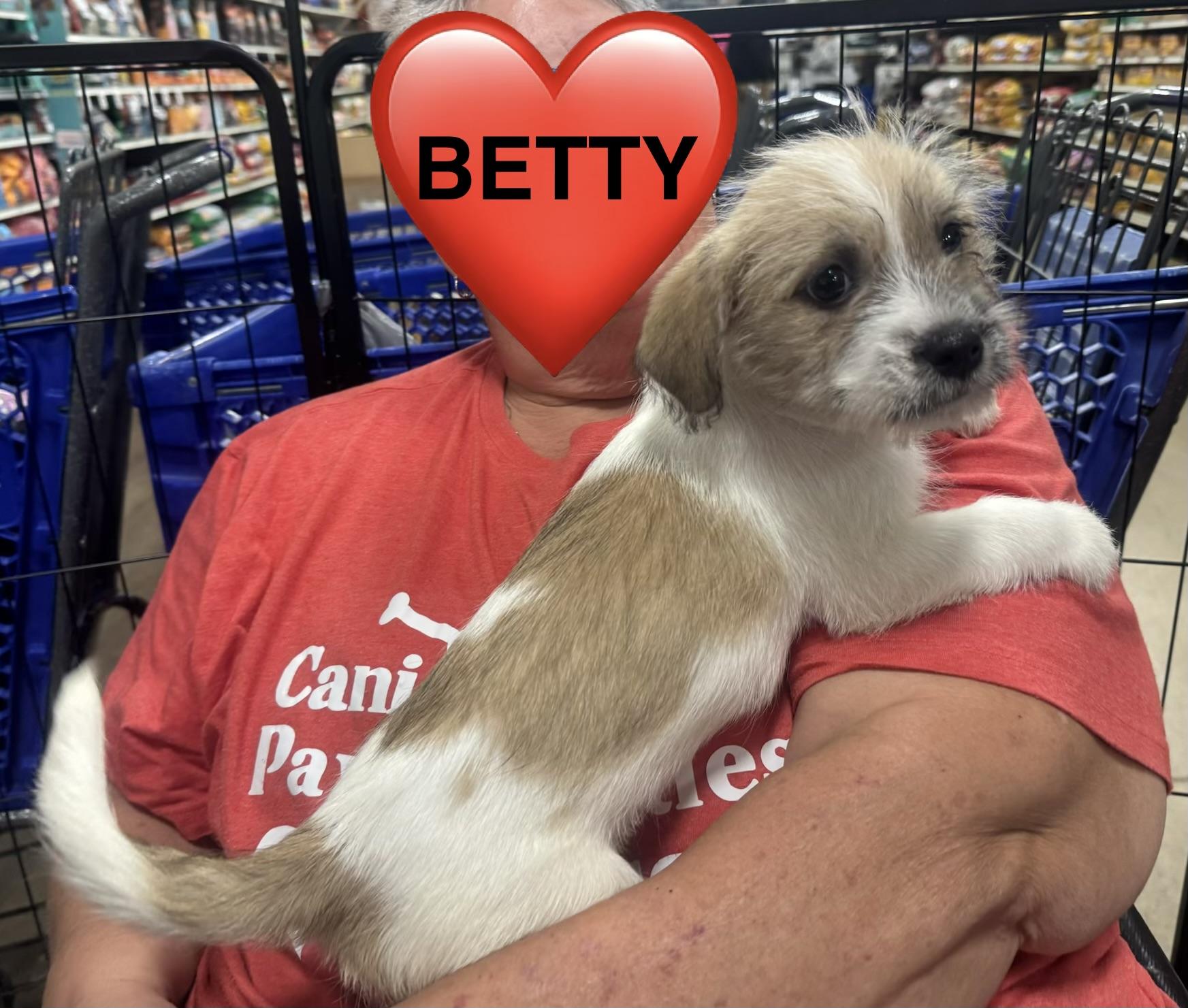 Enlarge Betty, a Adoptable mixed breed in warrenville, SC image 2/3