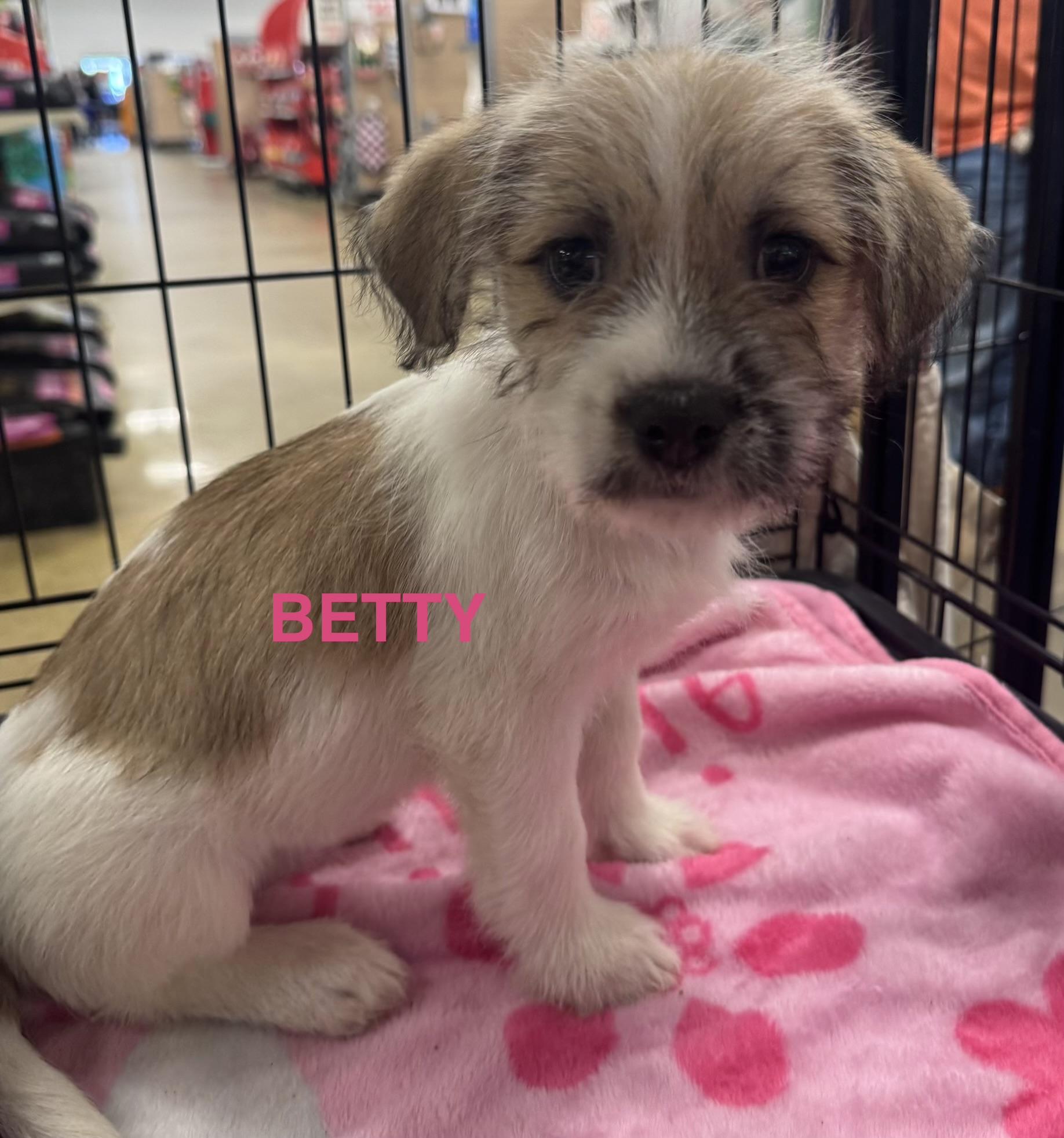 Enlarge Betty, a Adoptable mixed breed in warrenville, SC image 1/3