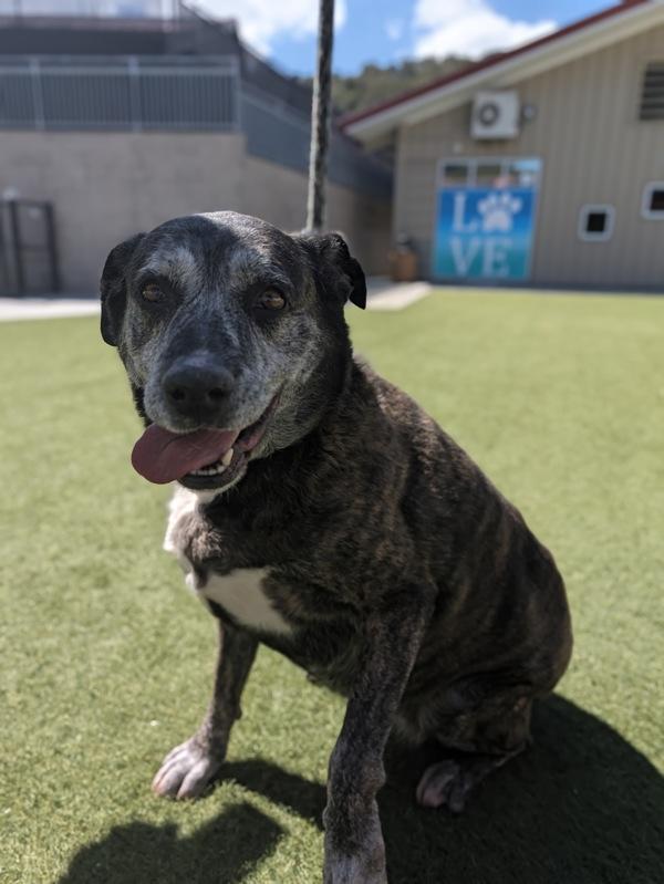 Callie, Adoptable, Senior Female Pit Bull Terrier.