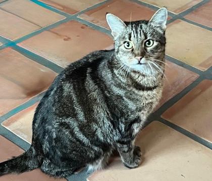 Enlarge Melody, a Adoptable mixed breed in Encinitas, CA image 1/3