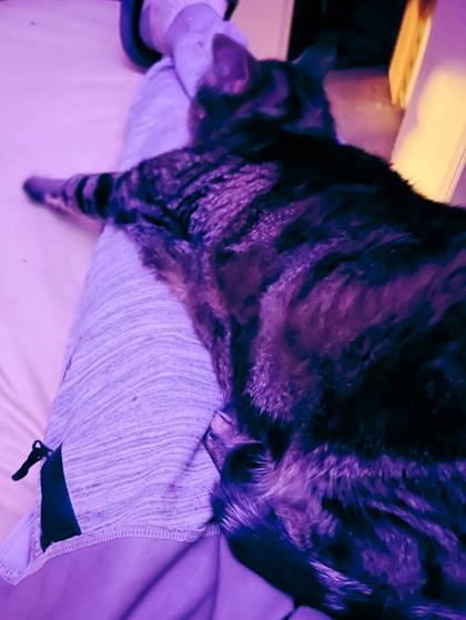 Enlarge Melody, a Adoptable mixed breed in Encinitas, CA image 2/3