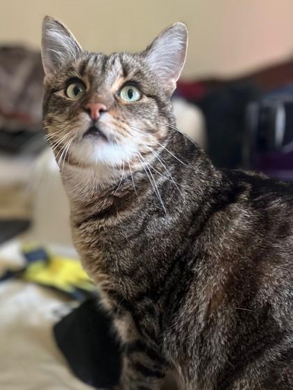 Enlarge Melody, a Adoptable mixed breed in Encinitas, CA image 3/3