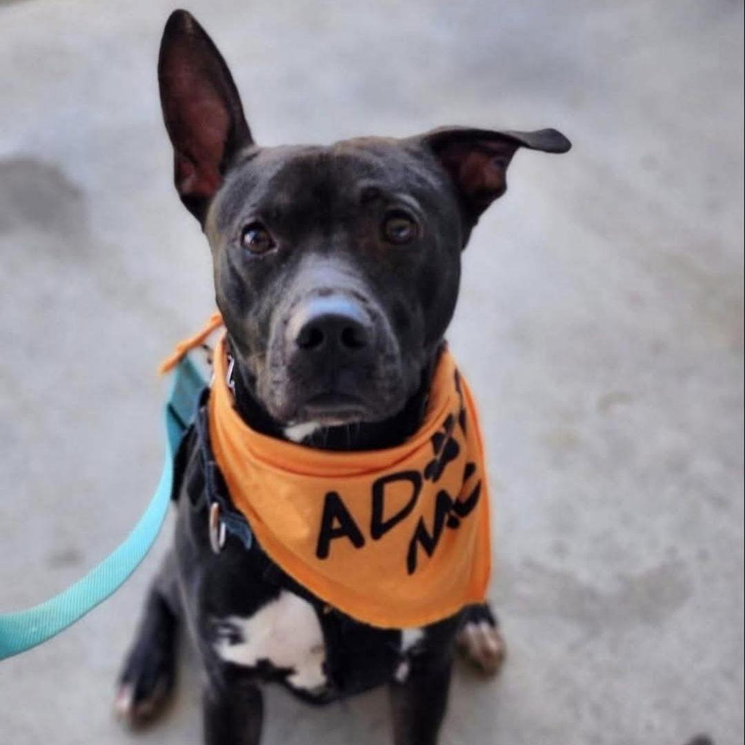 ROCKET, Adoptable, Adult Male Labrador Retriever & Terrier.