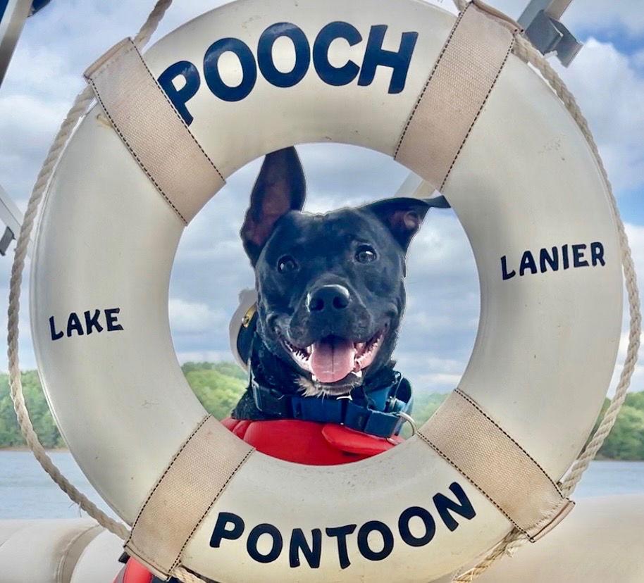 Enlarge ROCKET, a Adoptable mixed breed in Atlanta, GA image 2/3