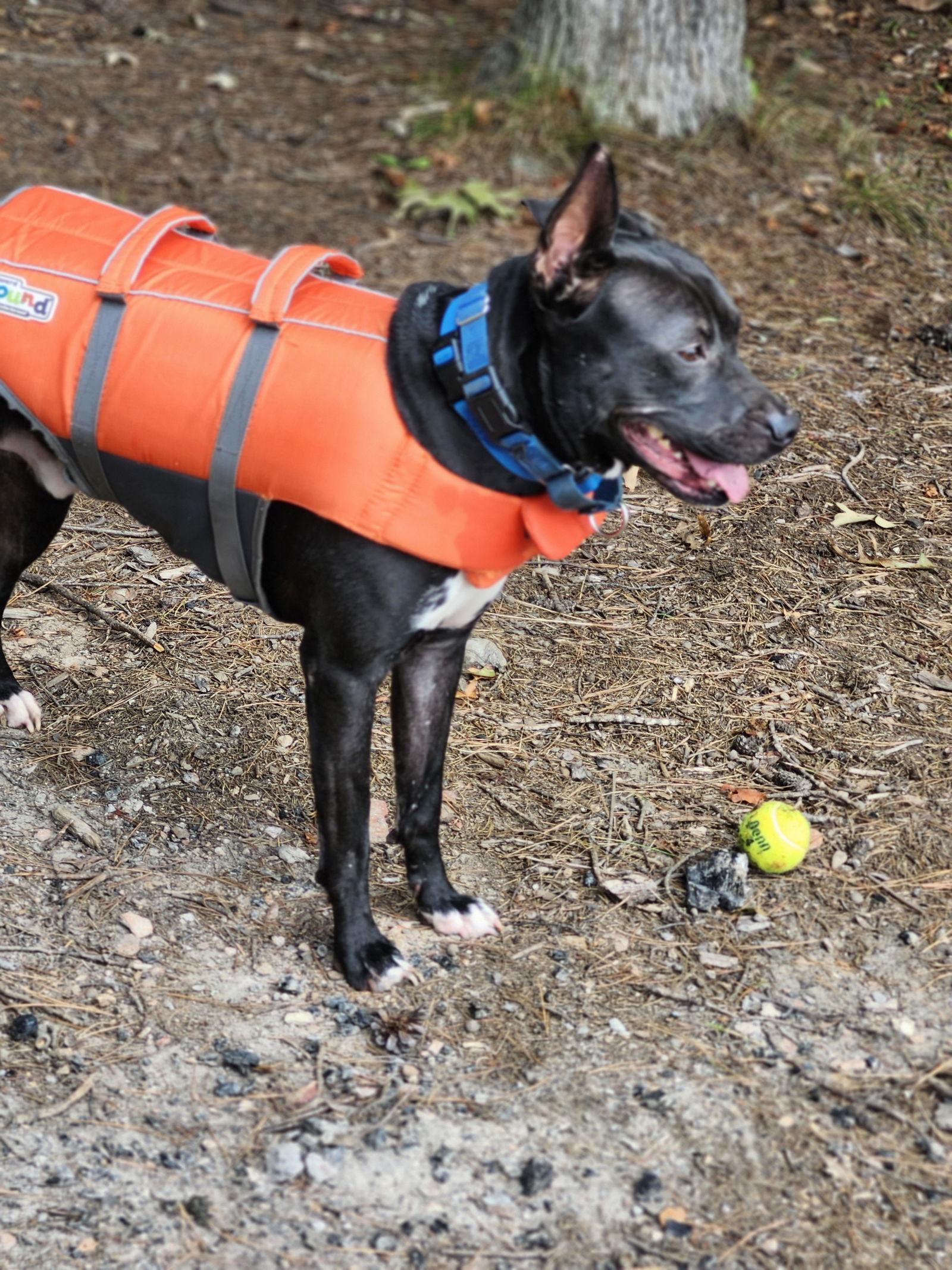 Enlarge ROCKET, a Adoptable mixed breed in Atlanta, GA image 3/3