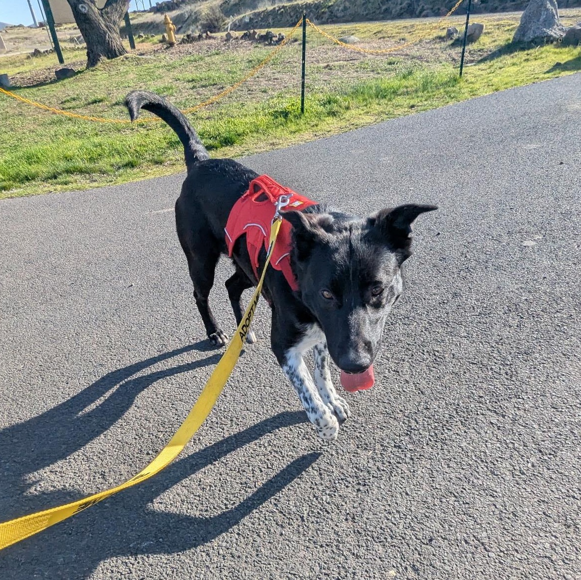 Enlarge Shooky, a Adoptable mixed breed in The Dalles, OR image 5/5