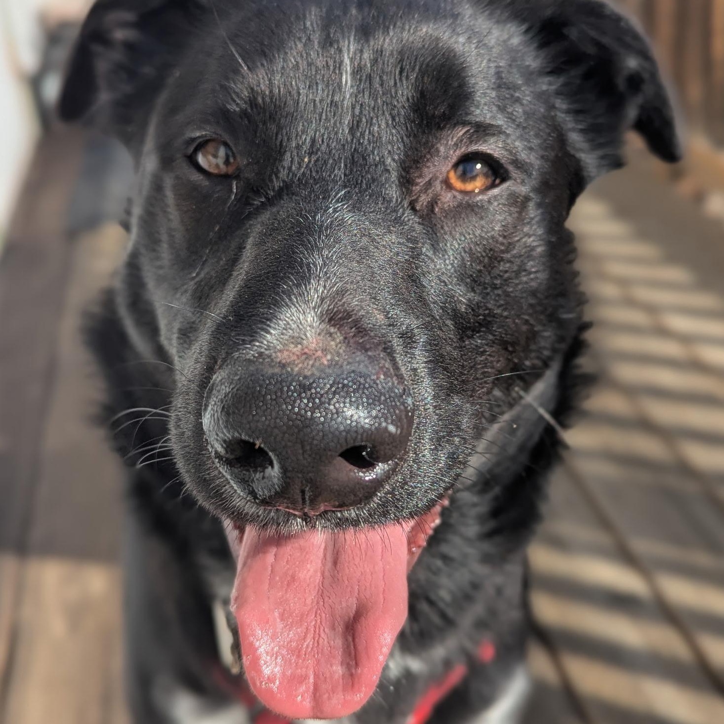 Enlarge Shooky, a Adoptable mixed breed in The Dalles, OR image 3/5