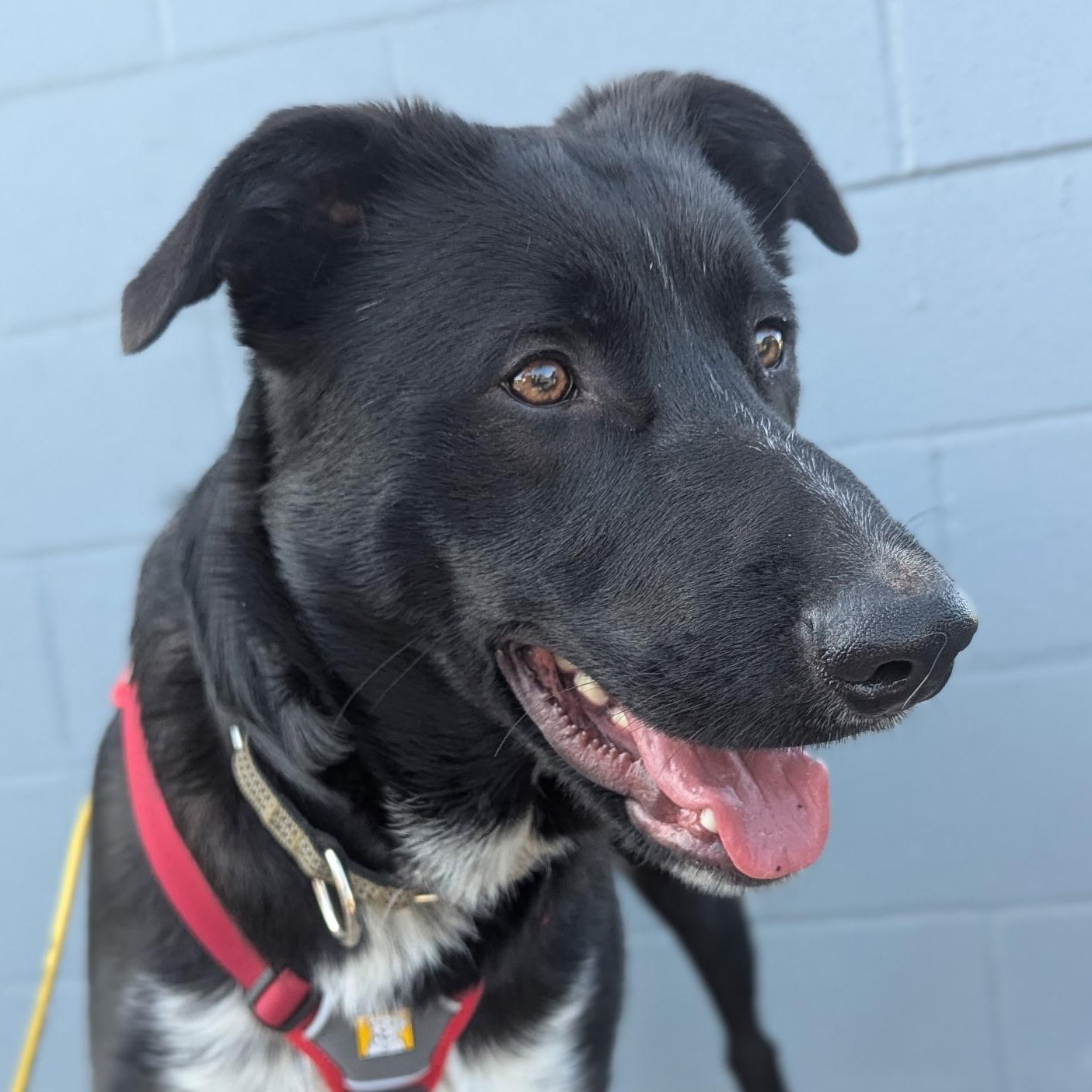 Enlarge Shooky, a Adoptable mixed breed in The Dalles, OR image 4/5