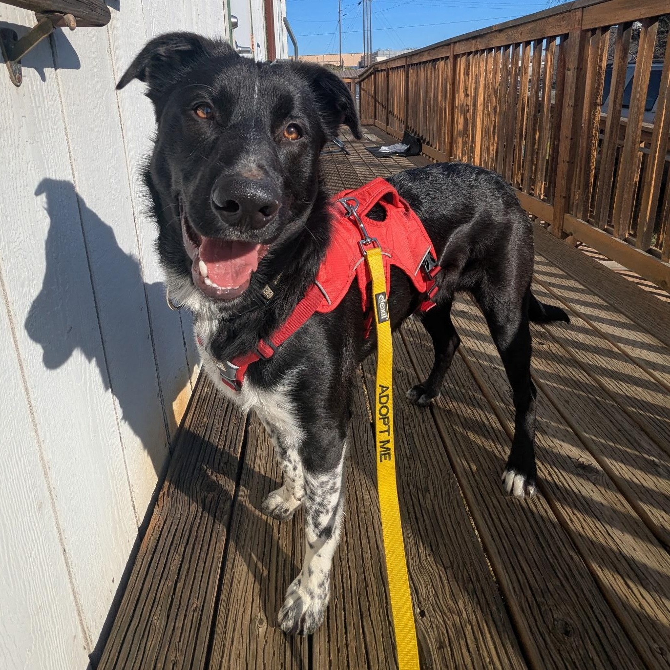 Enlarge Shooky, a Adoptable mixed breed in The Dalles, OR image 2/5
