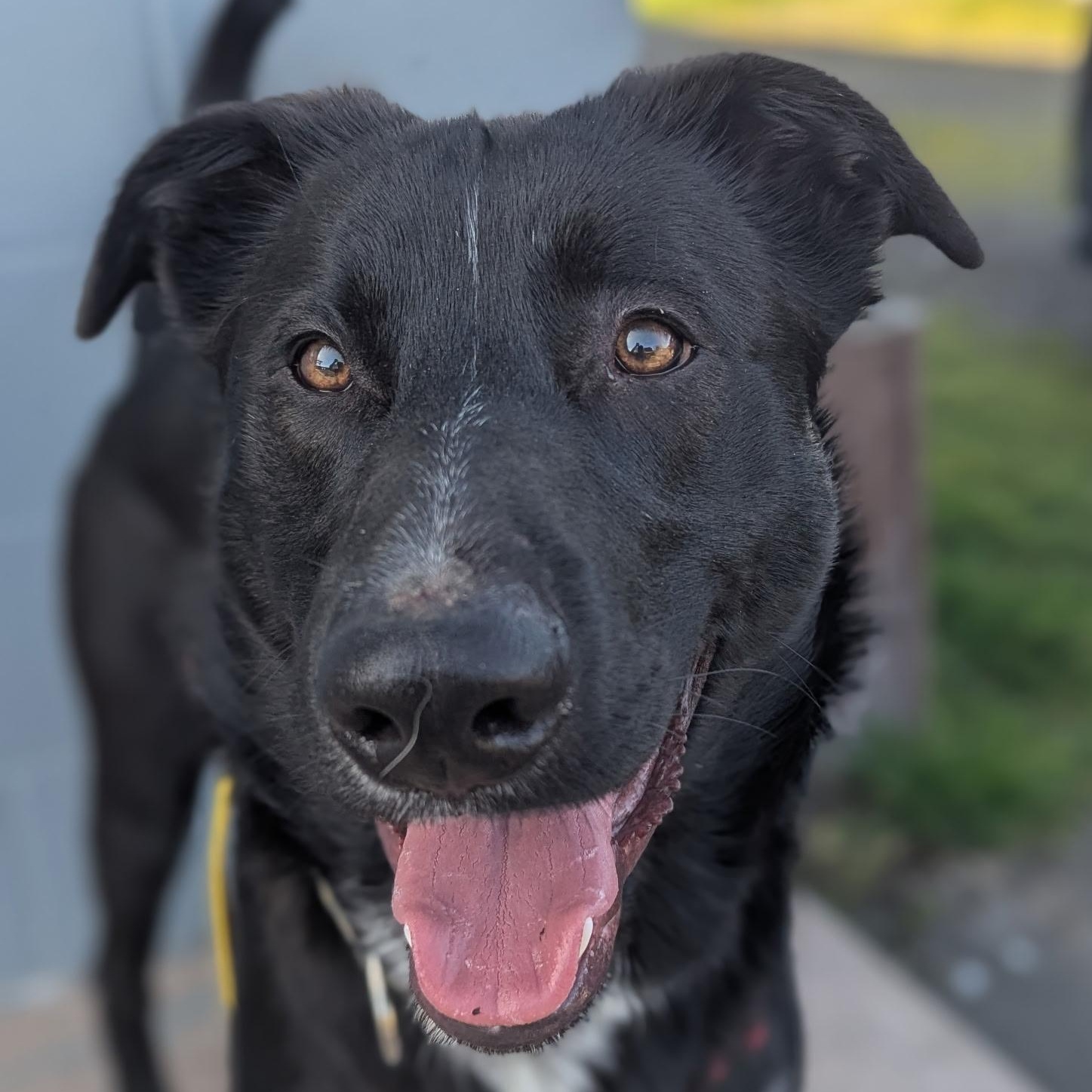 Enlarge Shooky, a Adoptable mixed breed in The Dalles, OR image 1/5