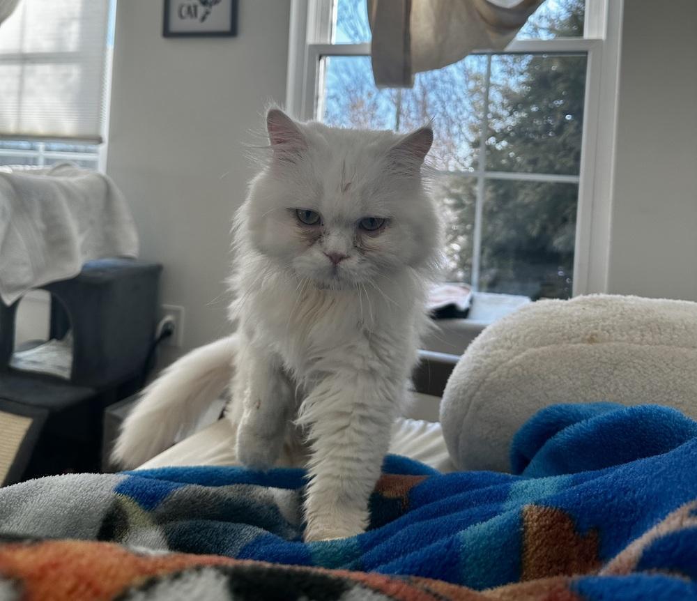 Joyful, Adoptable, Young Female Persian.