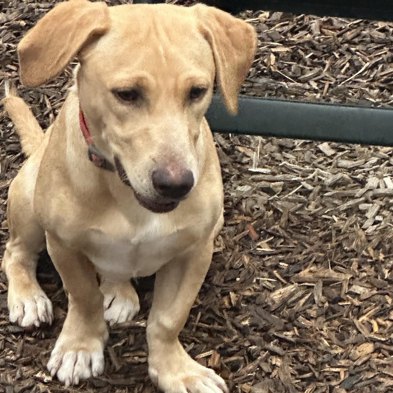 Bradley, Adopted, Young Male Labrador Retriever & Dachshund.