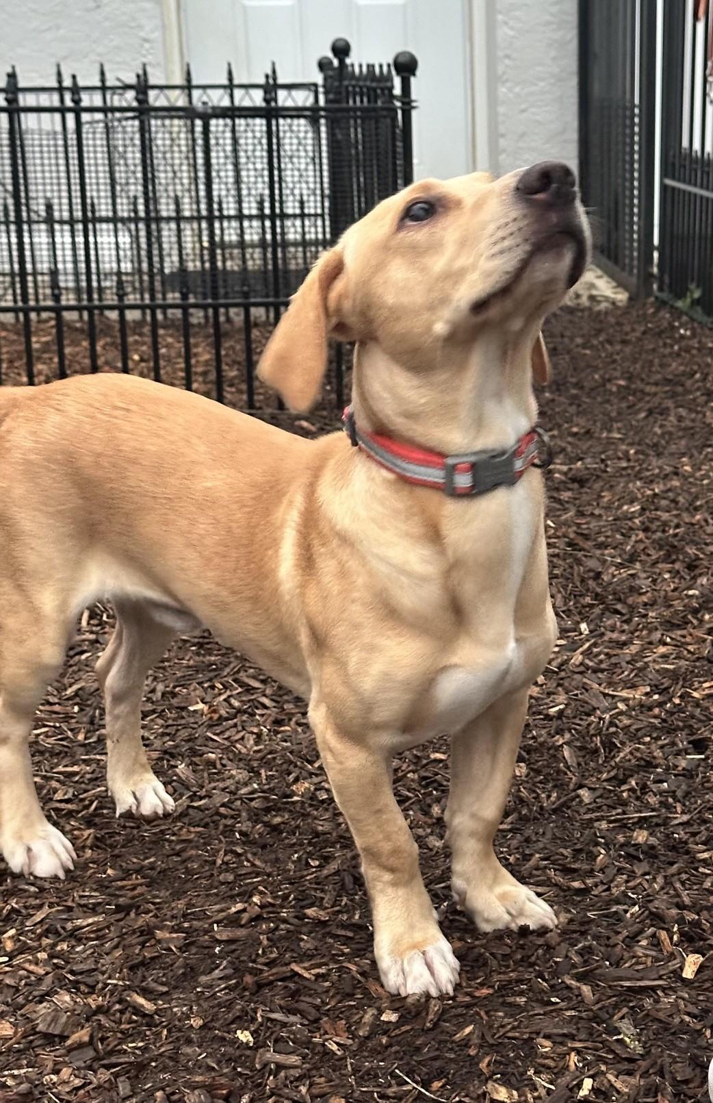 Enlarge Bradley, a Adopted mixed breed in Abington, PA image 2/3
