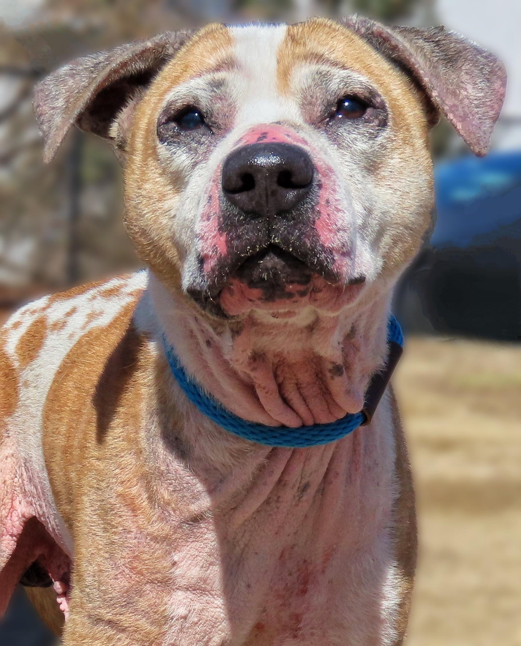 25-67 Joey, Senior Male Pit Bull Terrier