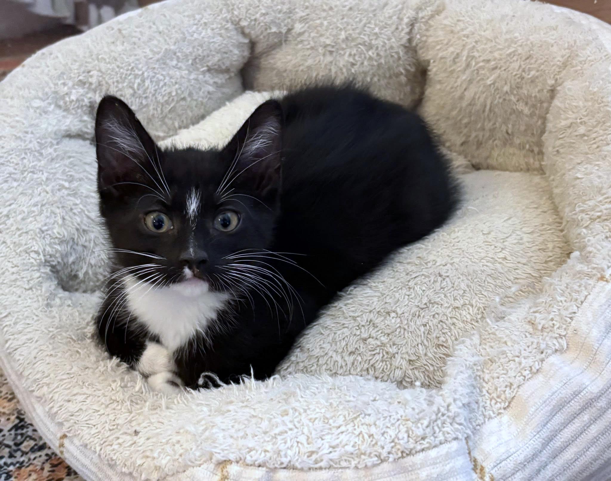 Beetle, adopted, Kitten Male Domestic Short Hair.