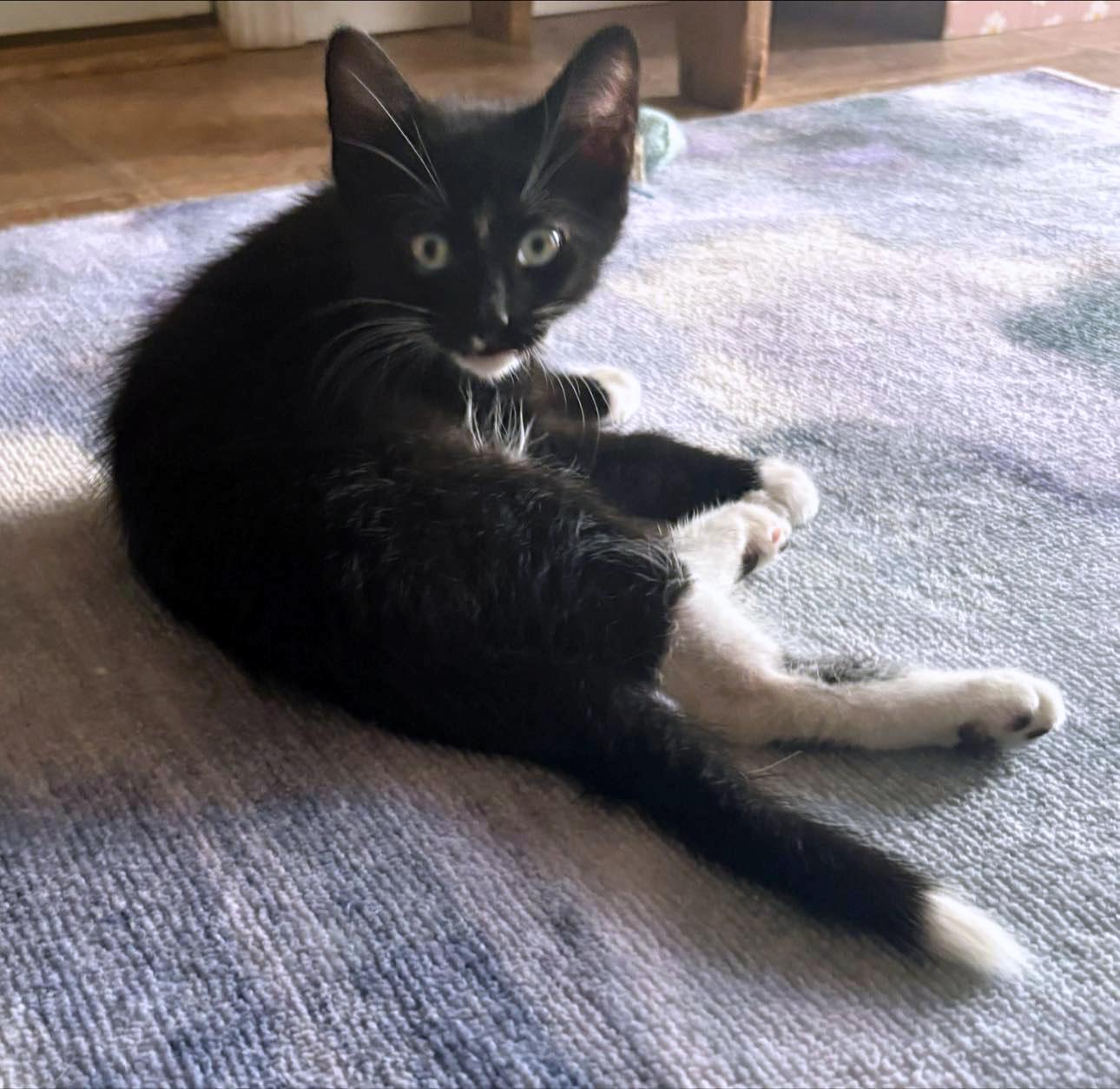 Enlarge Beetle, an adopted Domestic Short Hair in Morgantown, WV image 3/4