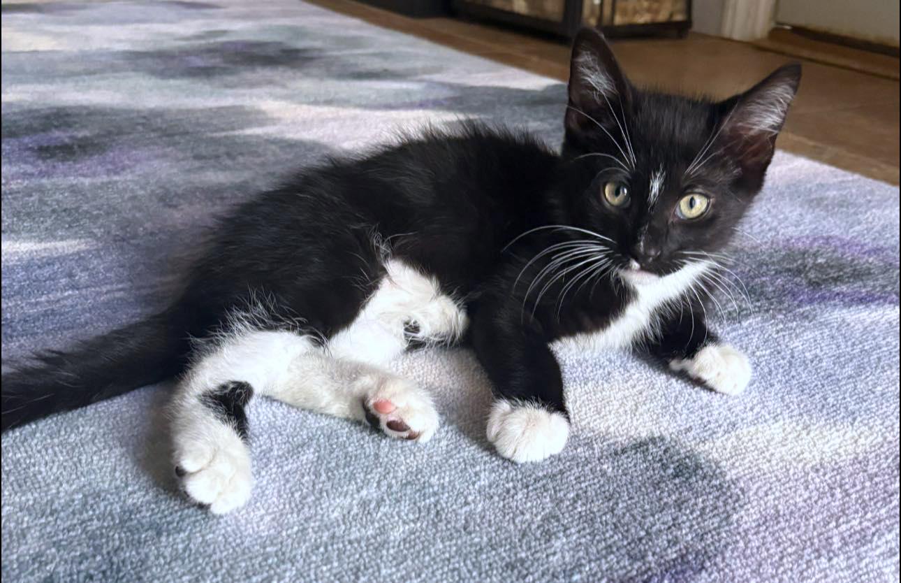 Enlarge Beetle, an adopted Domestic Short Hair in Morgantown, WV image 2/4