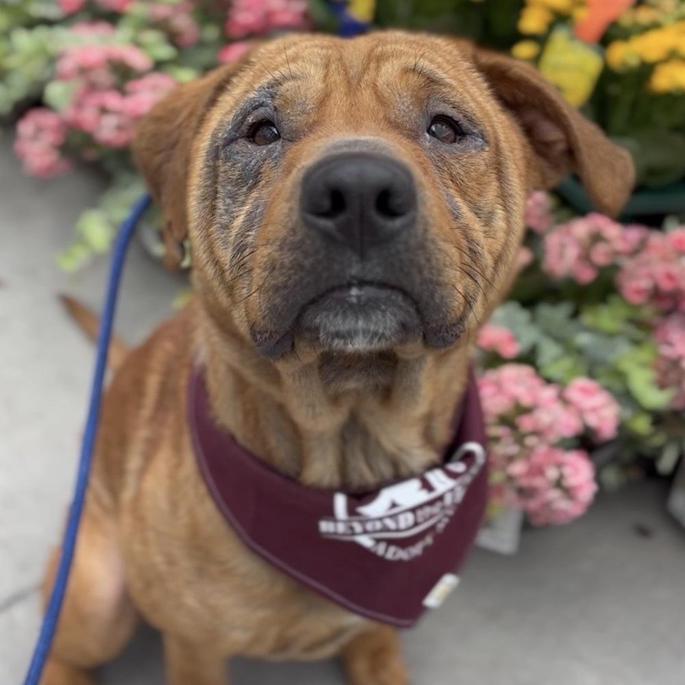 Harley, Adoptable, Young Female Mixed Breed.