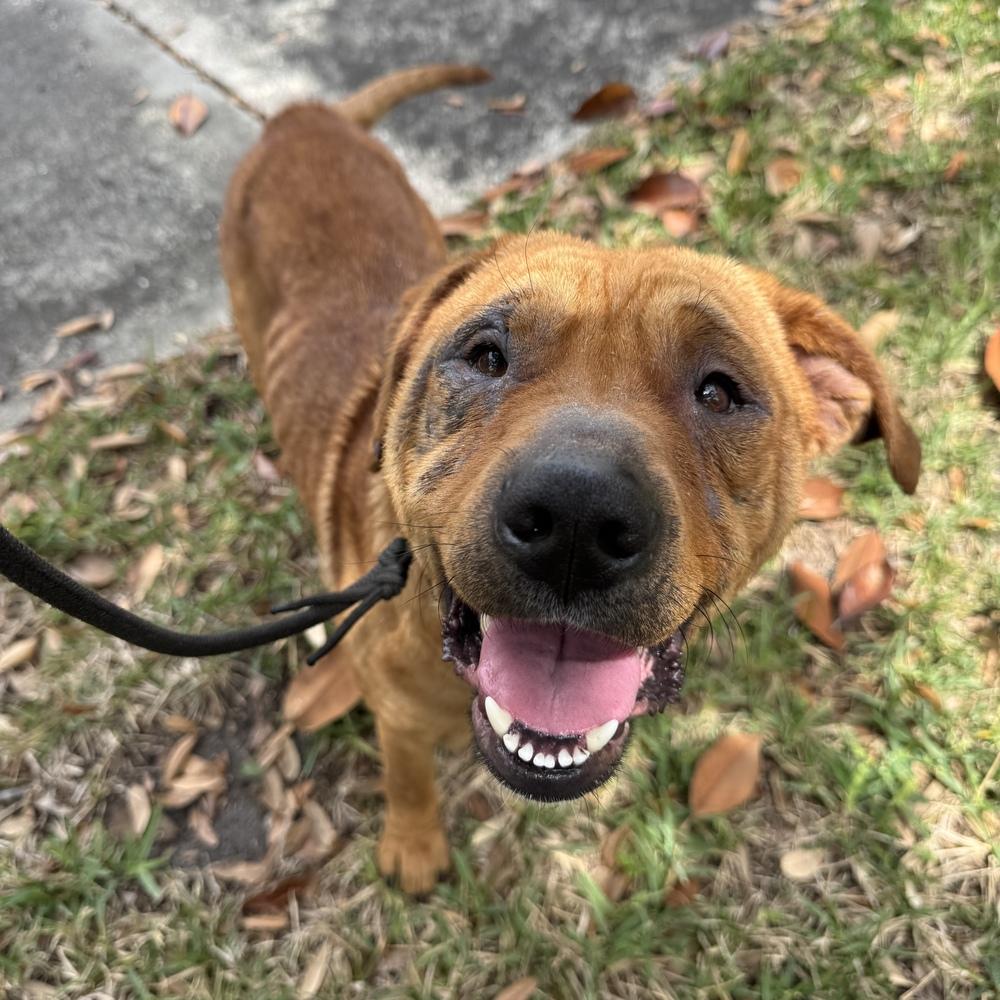 Enlarge Harley, a Adoptable mixed breed in Orlando, FL image 2/6