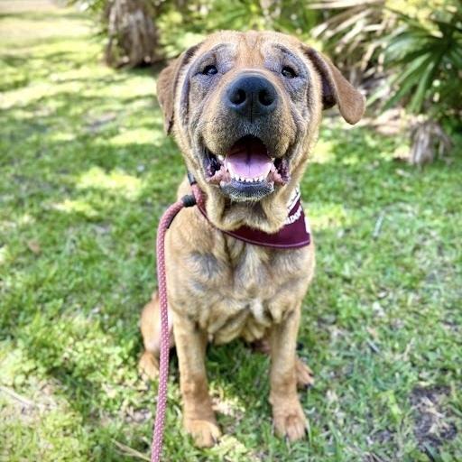 Enlarge Harley, a Adoptable mixed breed in Orlando, FL image 3/6