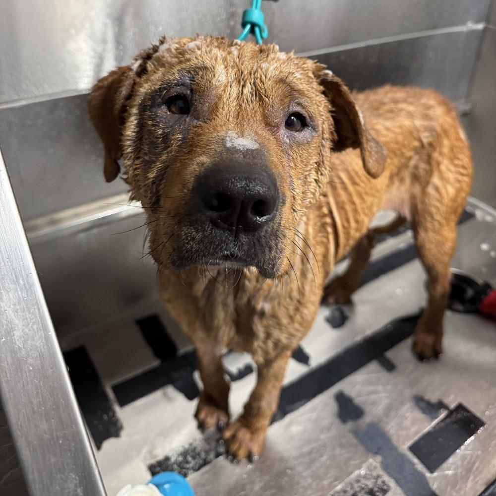 Enlarge Harley, a Adoptable mixed breed in Orlando, FL image 4/6