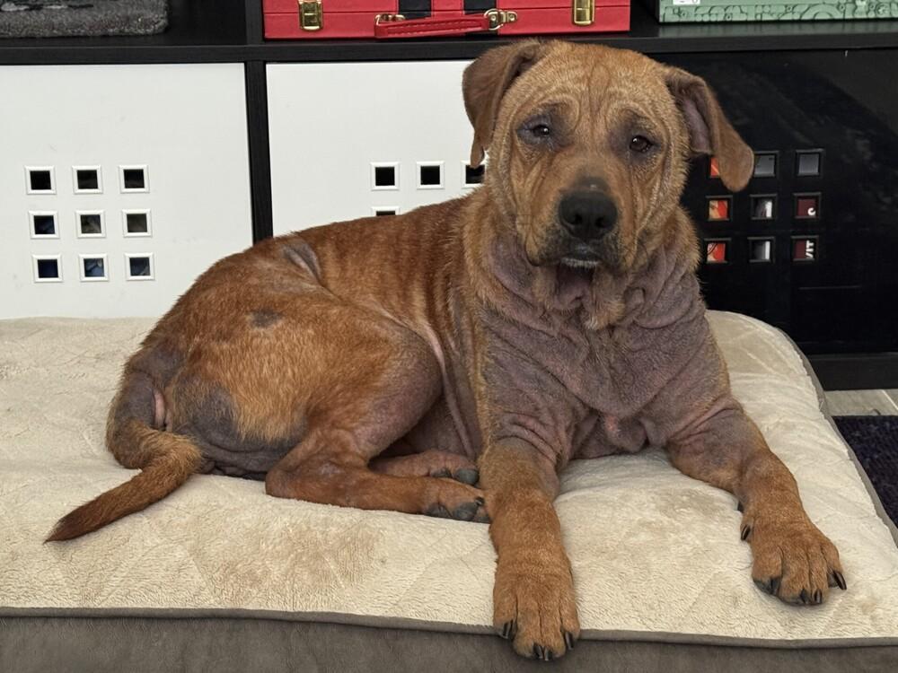 Harley, a Adoptable mixed breed in Orlando, FL image 4/5