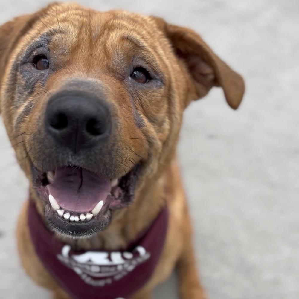Enlarge Harley, a Adoptable mixed breed in Orlando, FL image 5/6