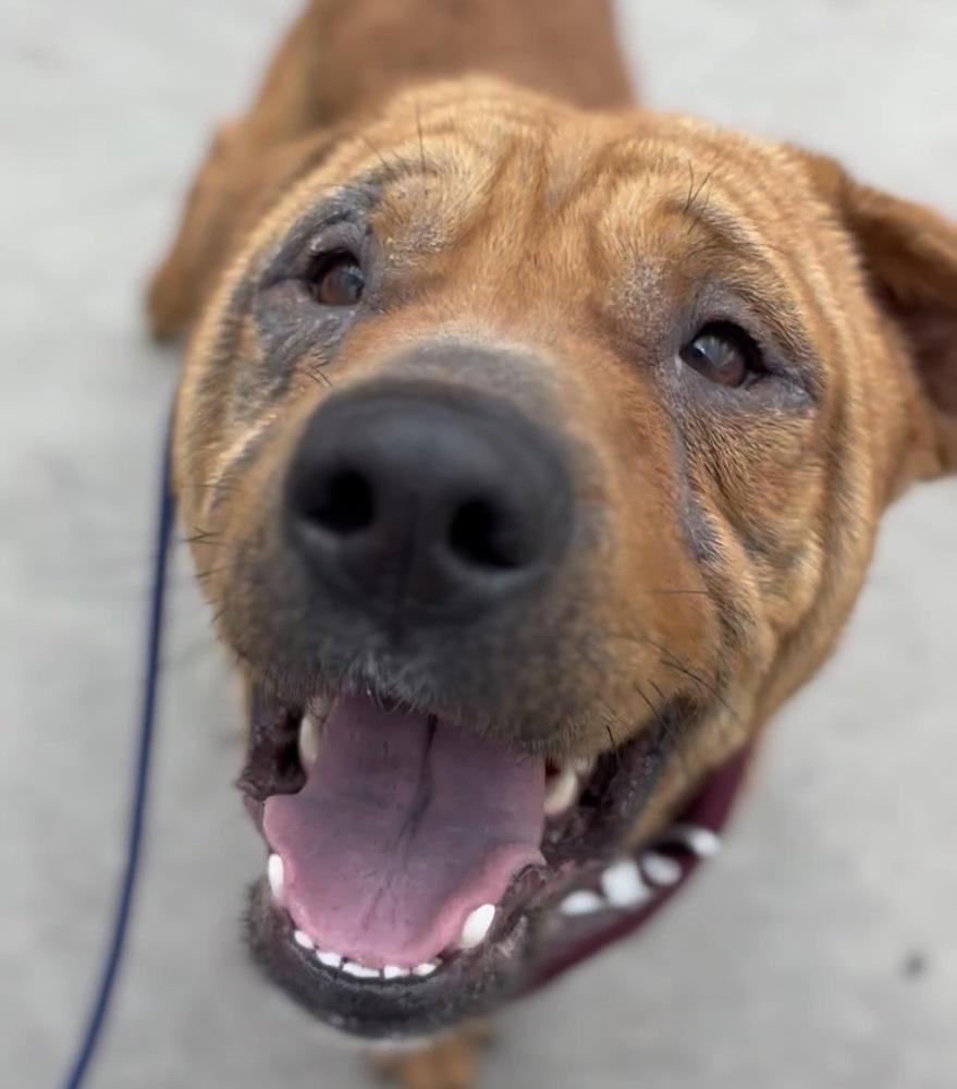 Enlarge Harley, a Adoptable mixed breed in Orlando, FL image 6/6