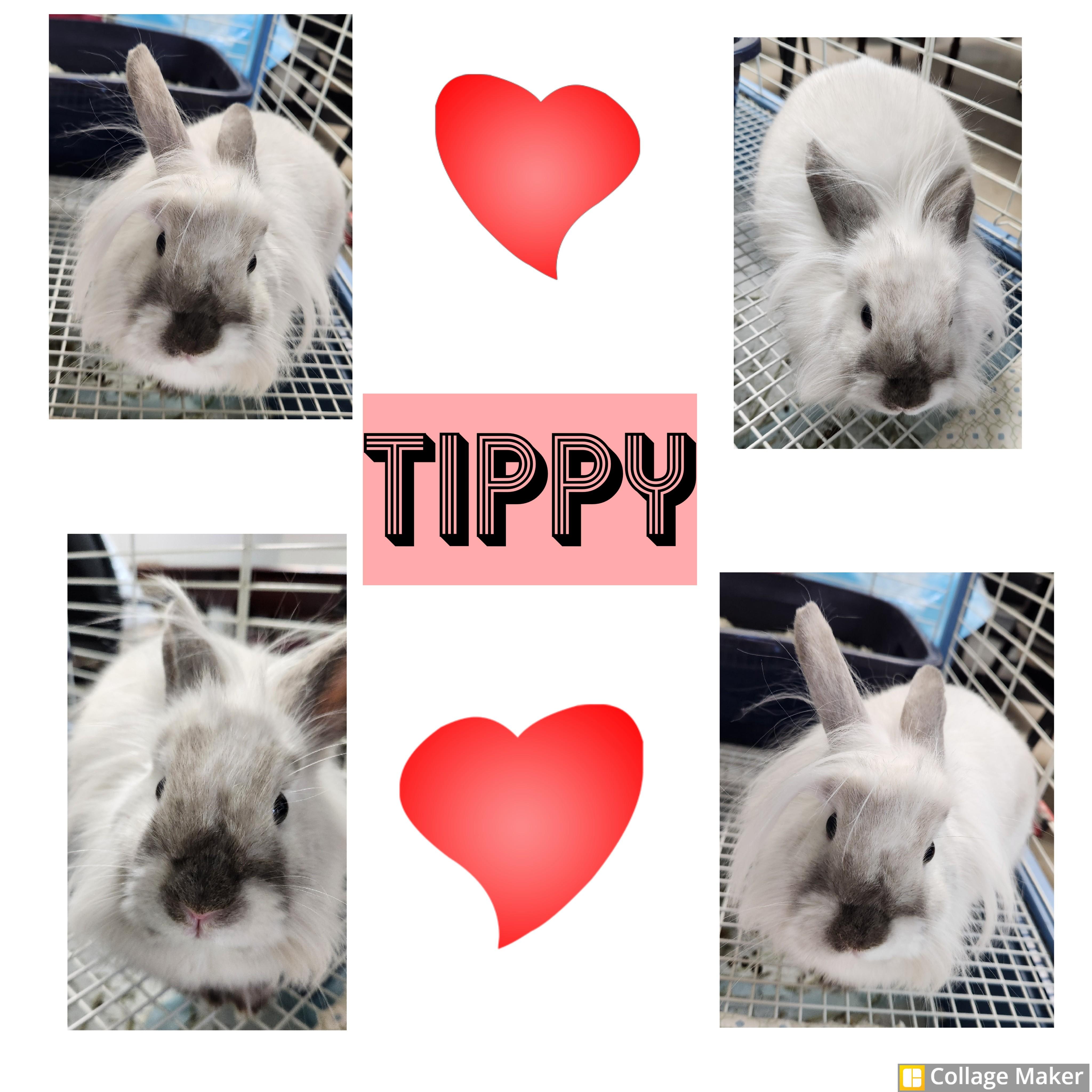 Enlarge Tippy, a ADOPTABLE mixed breed in Clearfield, PA image 1/1