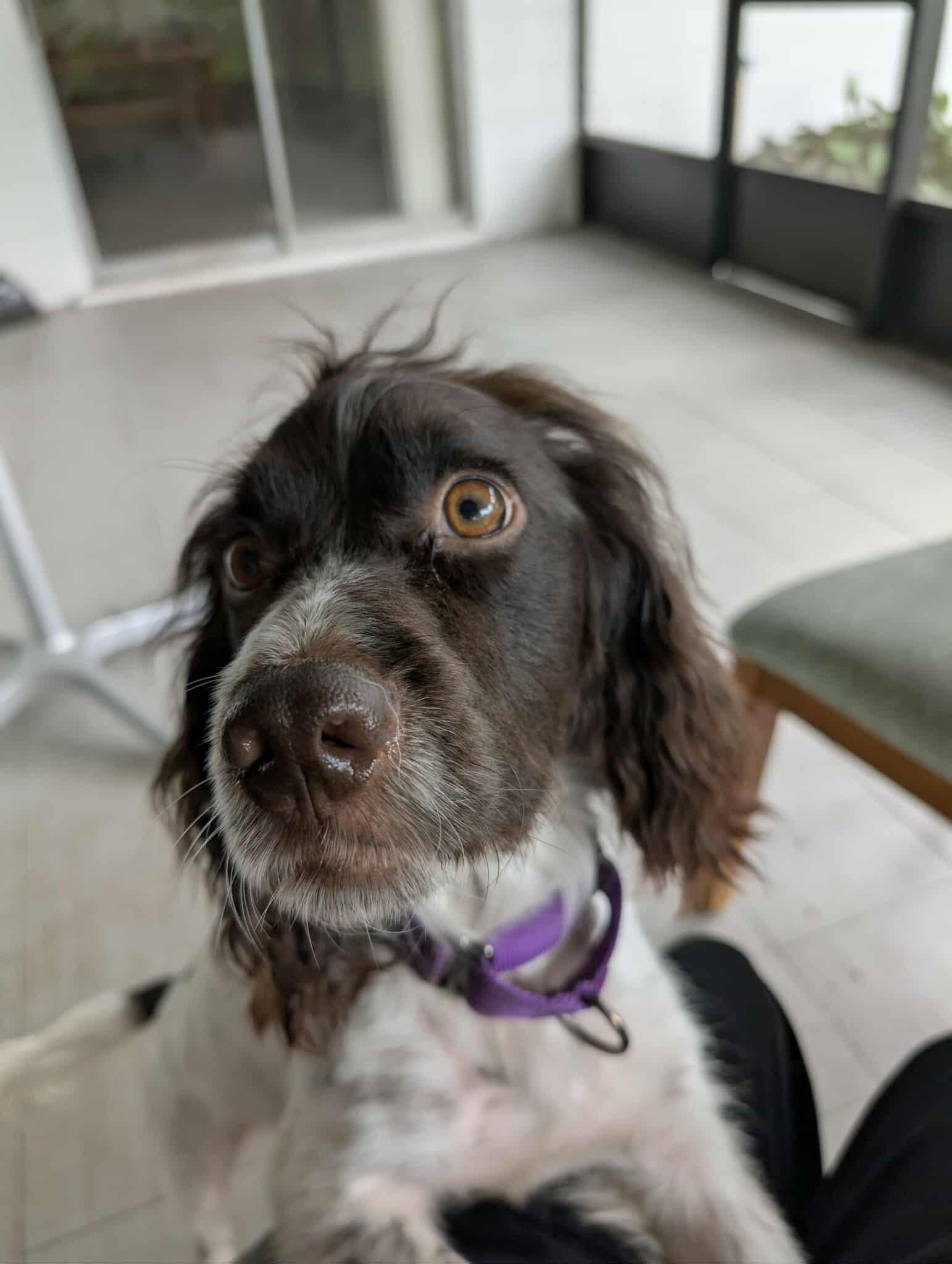 Mitch, Adopted, Adult Male Cocker Spaniel.