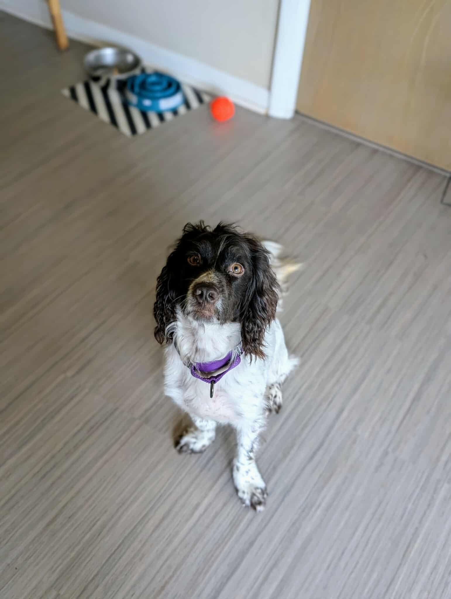 Mitch, a Adopted Cocker Spaniel in Lake City, FL image 3/4