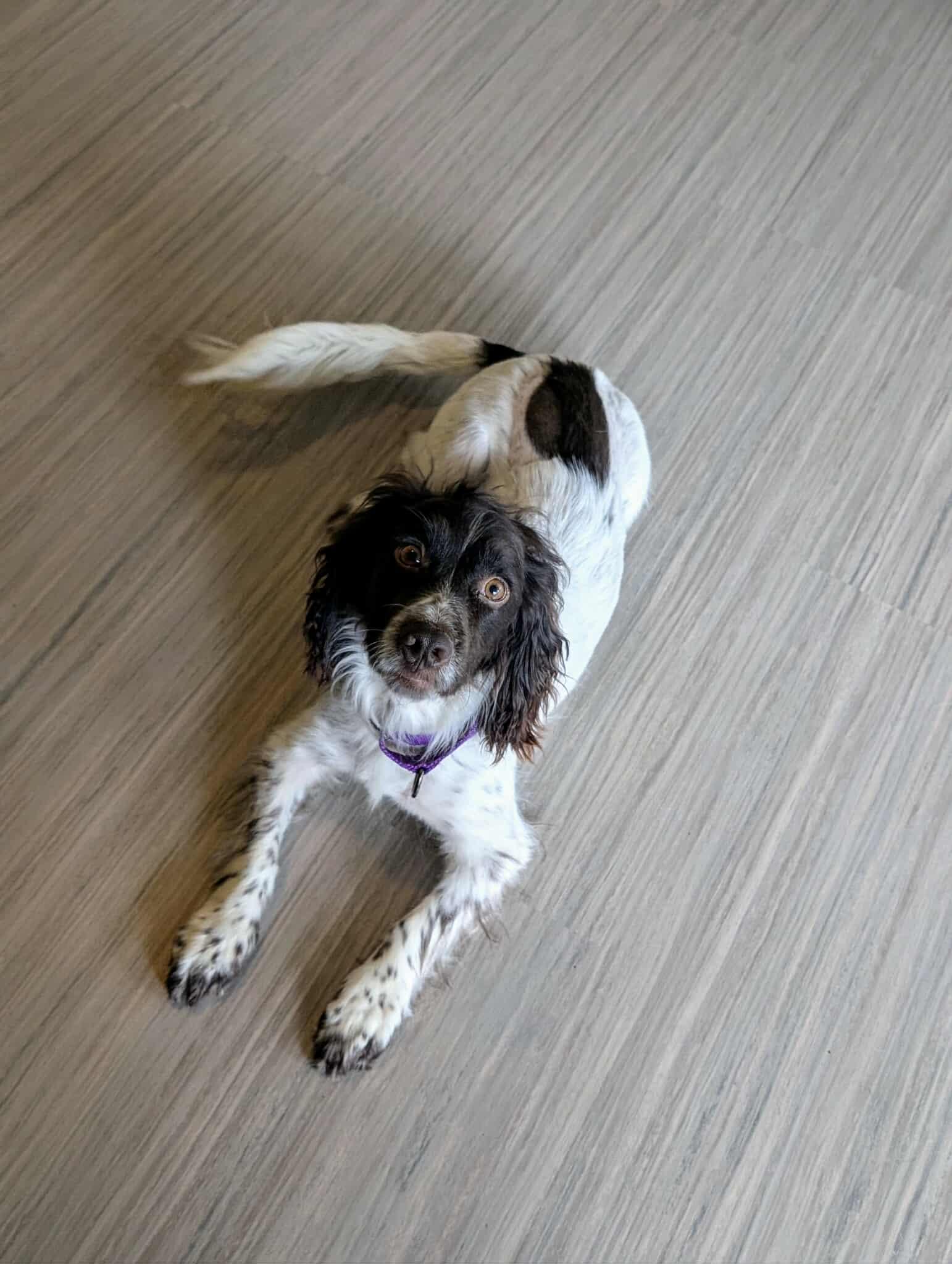 Mitch, a Adopted Cocker Spaniel in Lake City, FL image 4/4