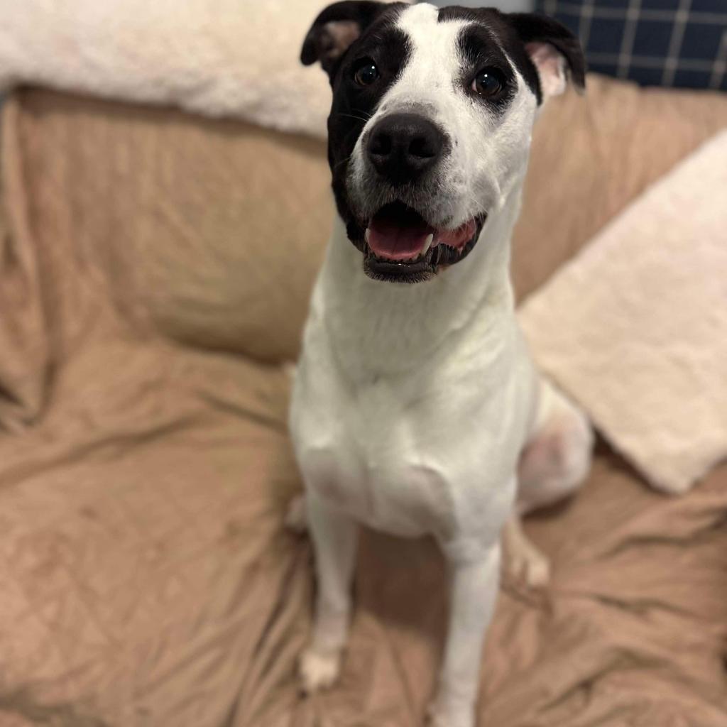 Edison, a Adoptable Mixed Breed in Rossville, GA image 2/6