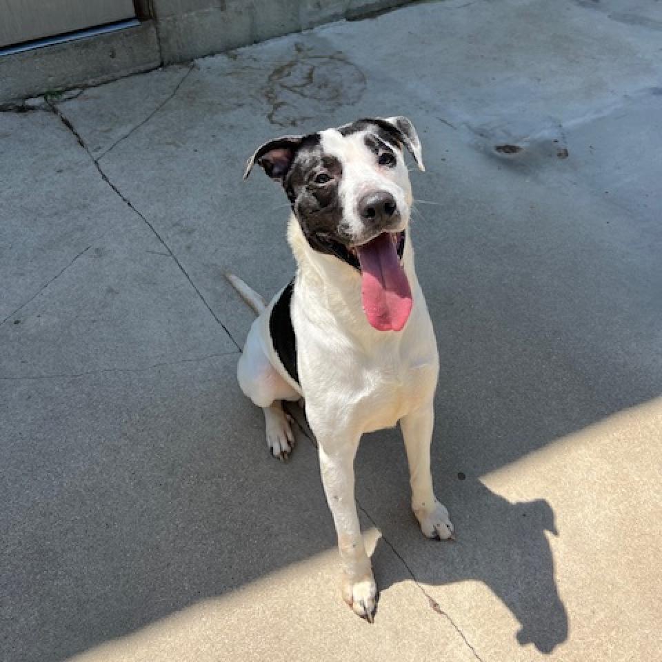 Edison, a Adoptable Mixed Breed in Rossville, GA image 3/6