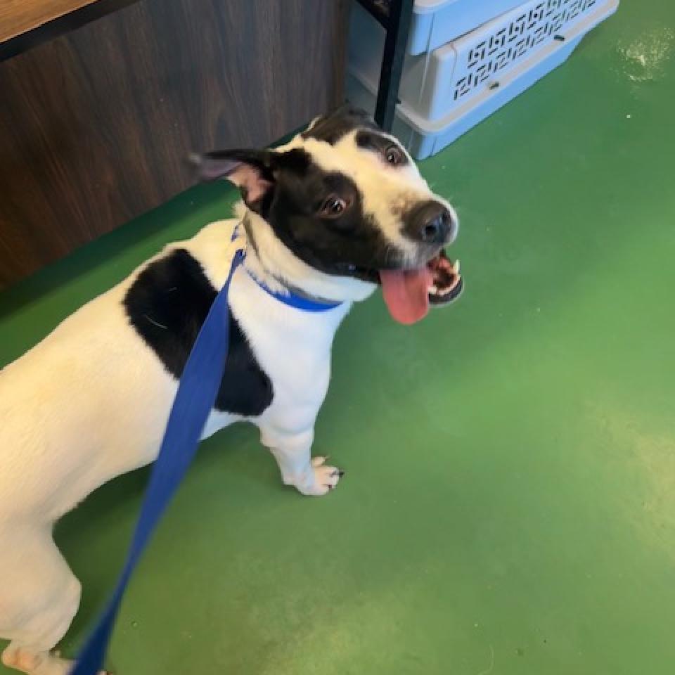 Edison, a Adoptable Mixed Breed in Rossville, GA image 4/6